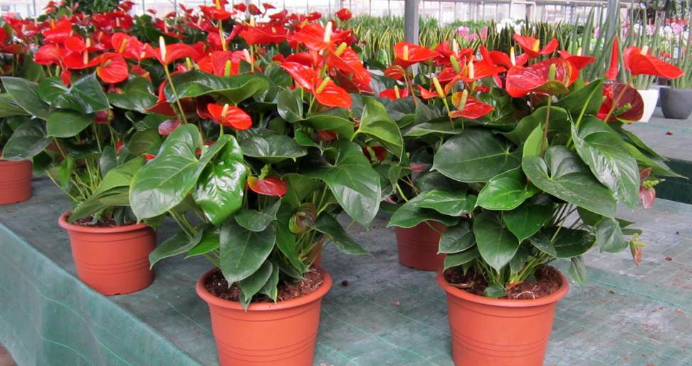 anthurium2