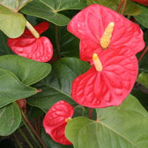 anthurium_andreanum