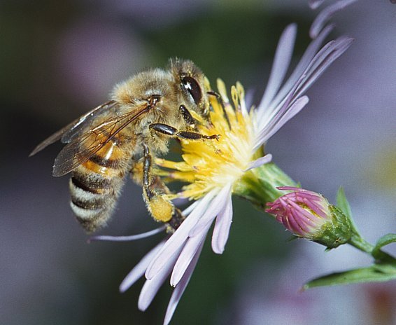 apis_mellifera_by_mark_cassino_1999