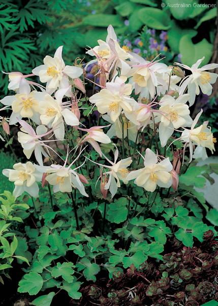 aquilegia_songbird_dove_