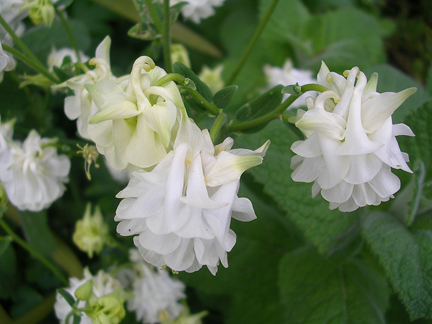 aquilegia_vulgaris