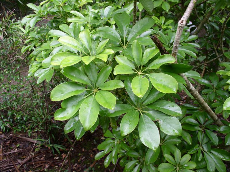 schefflera-actinophylla-4