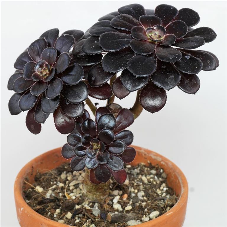 arboreum-echeveria 