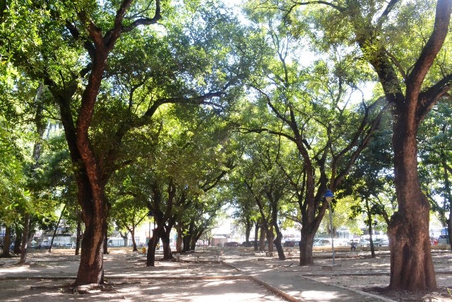 arborização