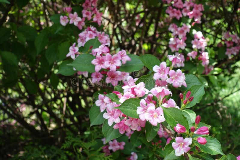 weigela-florida