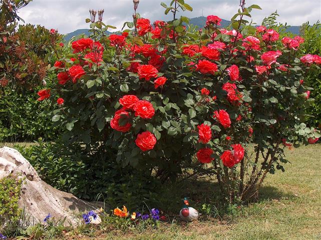 arbusto - hibiscus