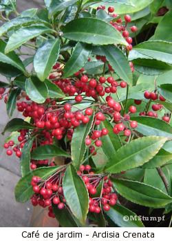 ardisia