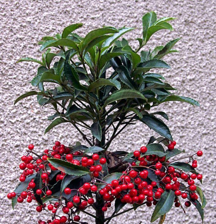 ardisia11