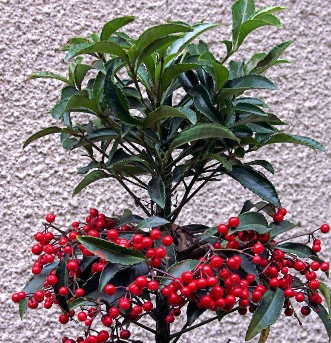 ardisia111