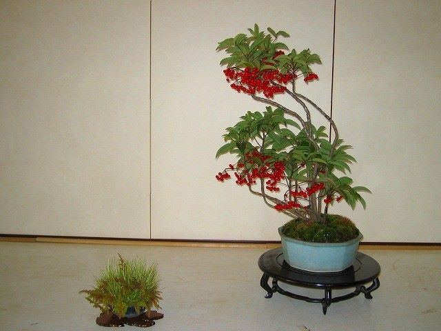 ardísia-bonsai