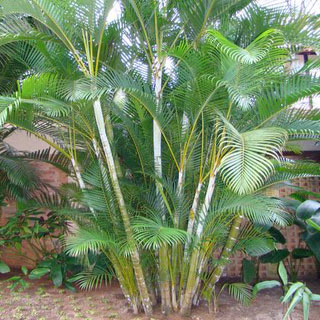 areca-bambu