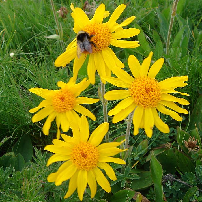 arnica