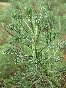 artemisia_camphorata