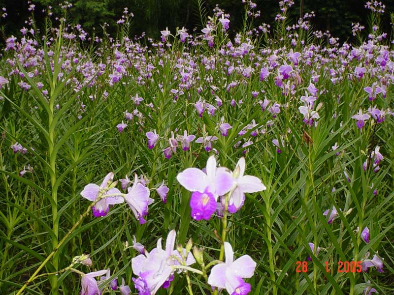 arundina-bambusifolia