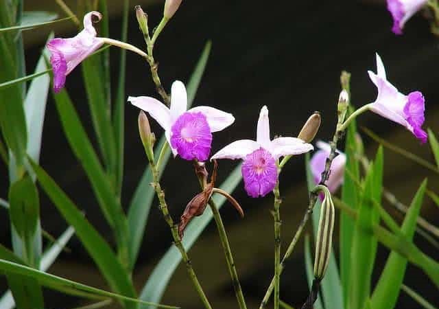 arundina-graminifolia