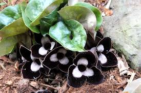 asarum