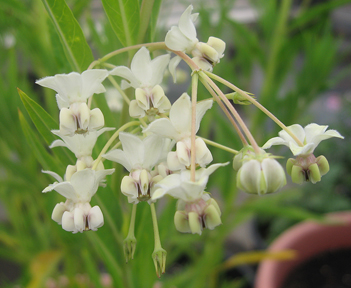 asclepias_physocarpa