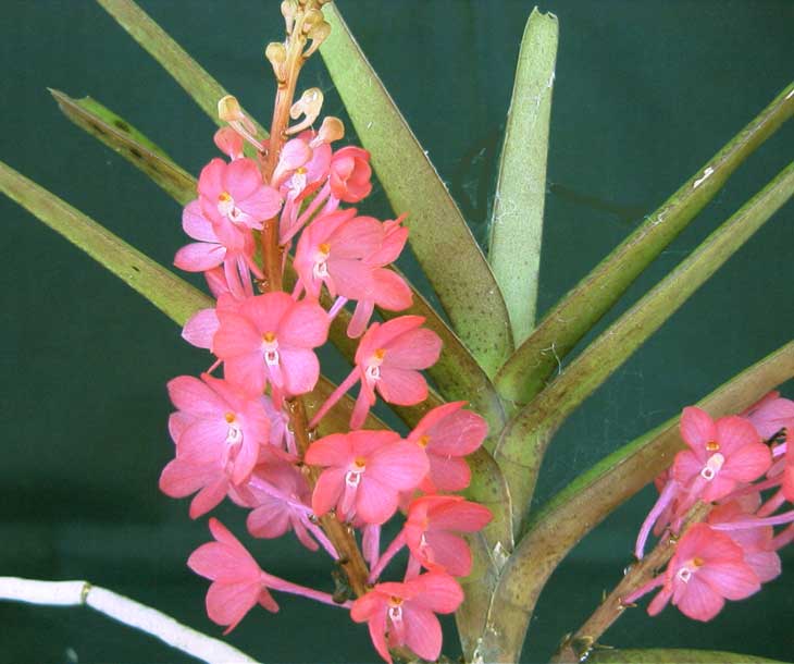 ascocentrum_ampullaceum