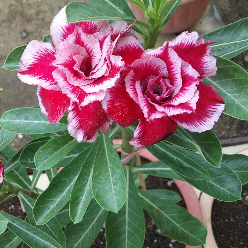 adenium