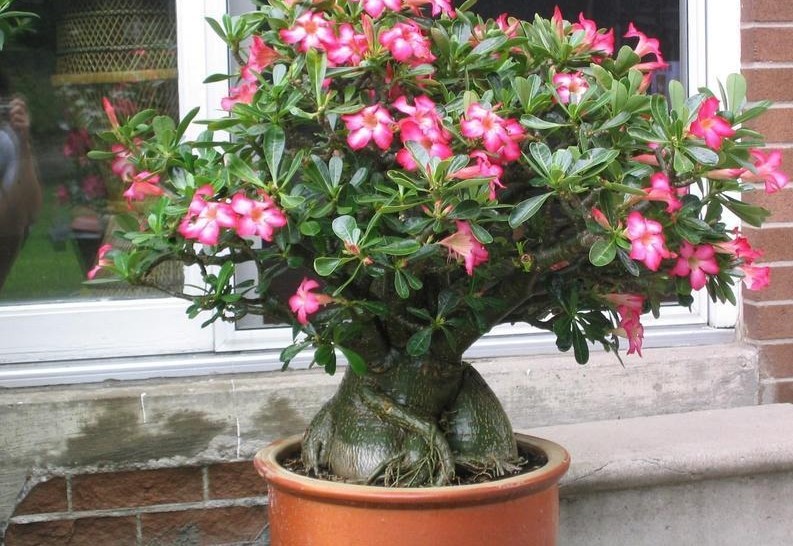 adenium