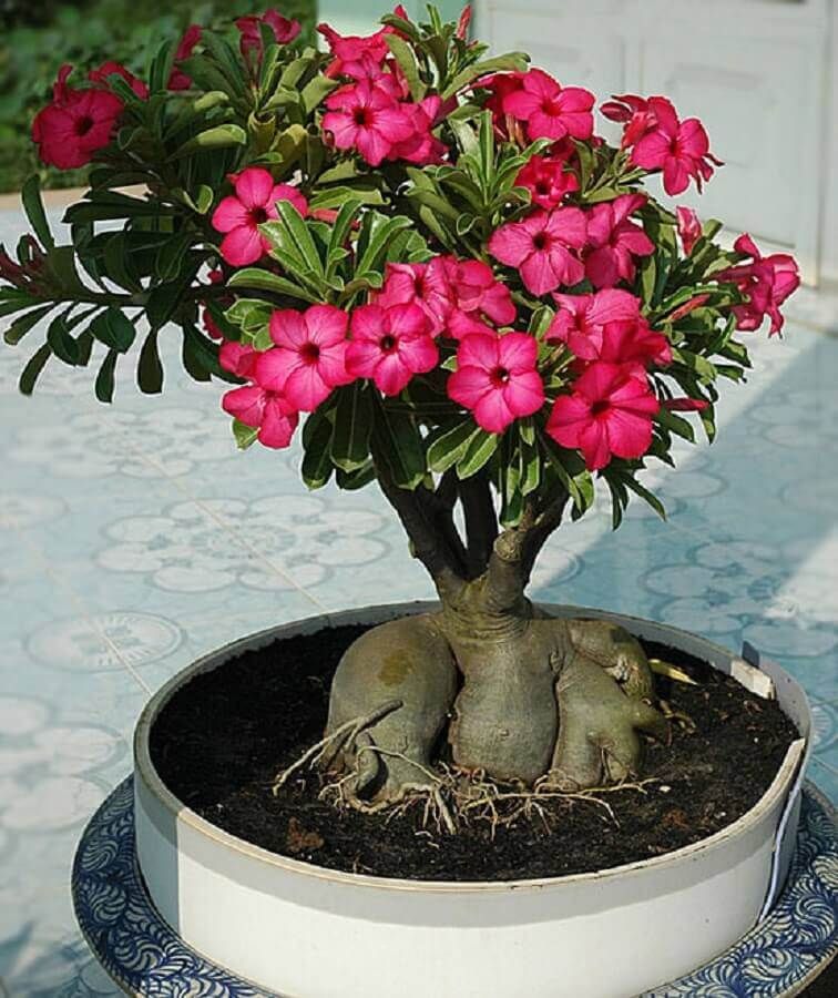 adenium