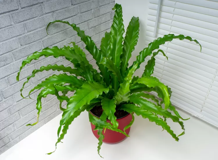 asplenium-antiquum