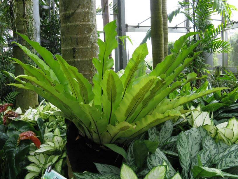 asplenium_nidus_L asplenium_nidus_L