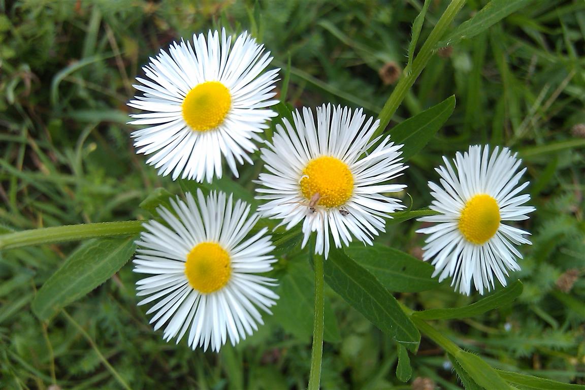 aster-arbustiva