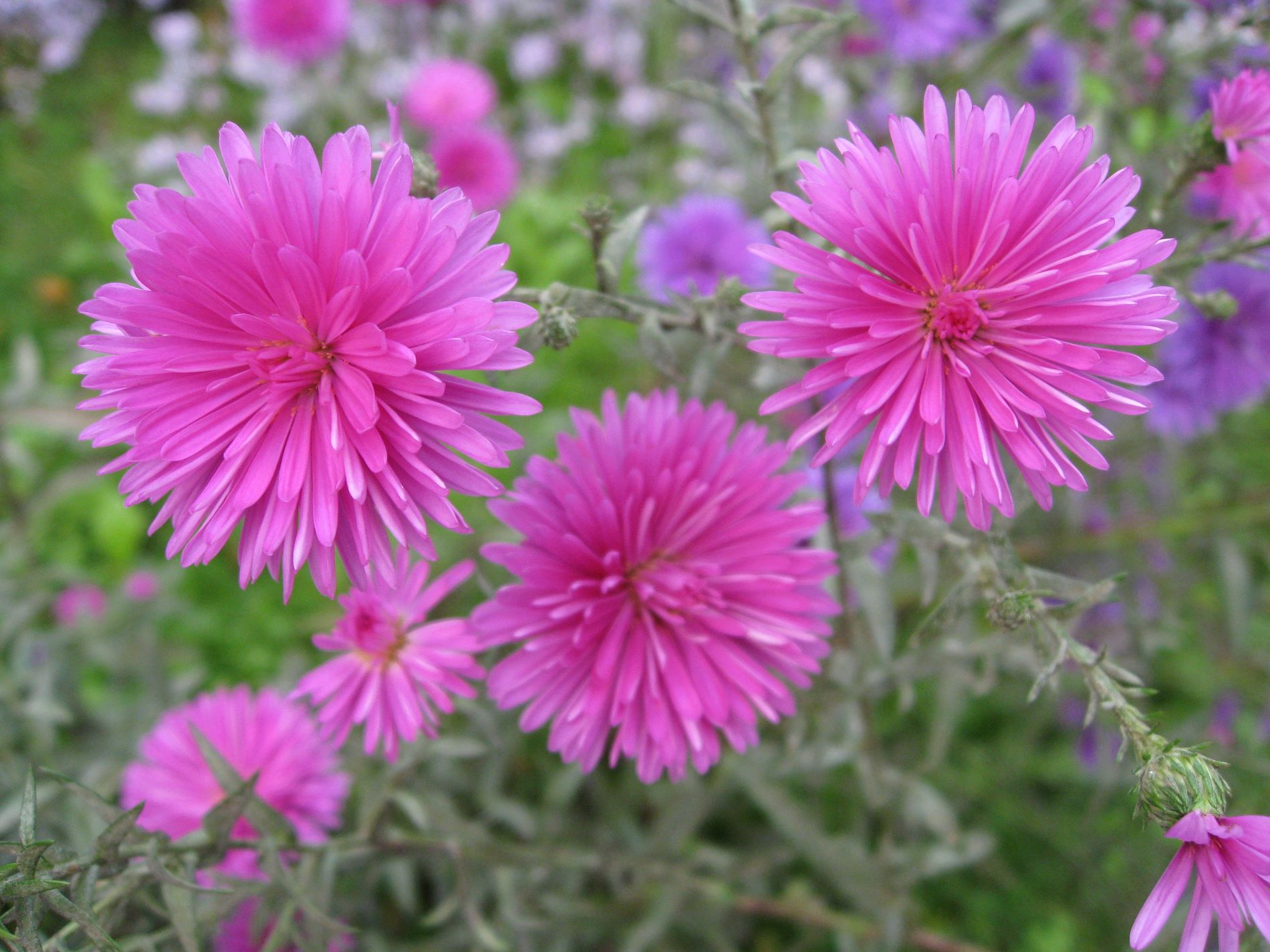 aster-callistephus-chinensis