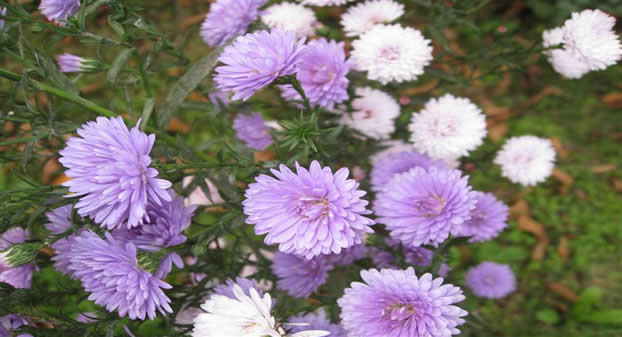 aster