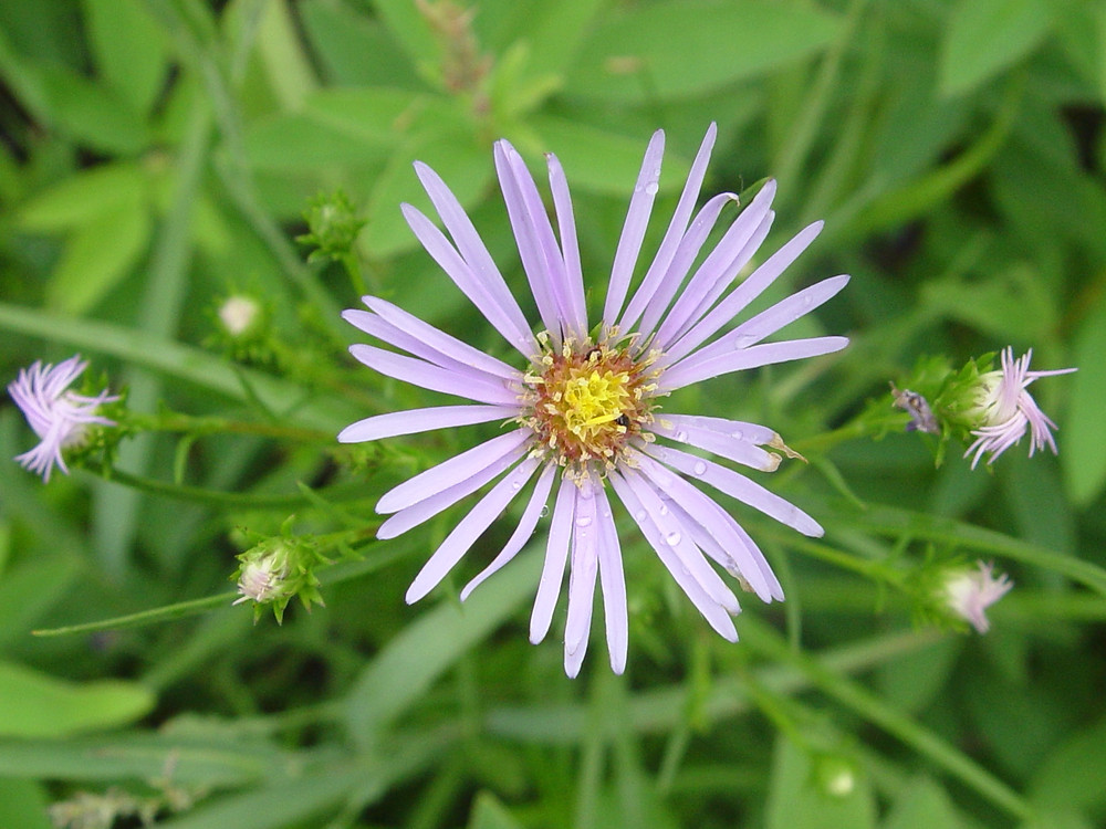 aster