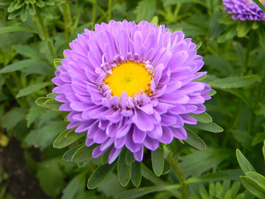 aster_Symphyotrichum Tradescantii