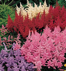 astilbe_fluffymixed_