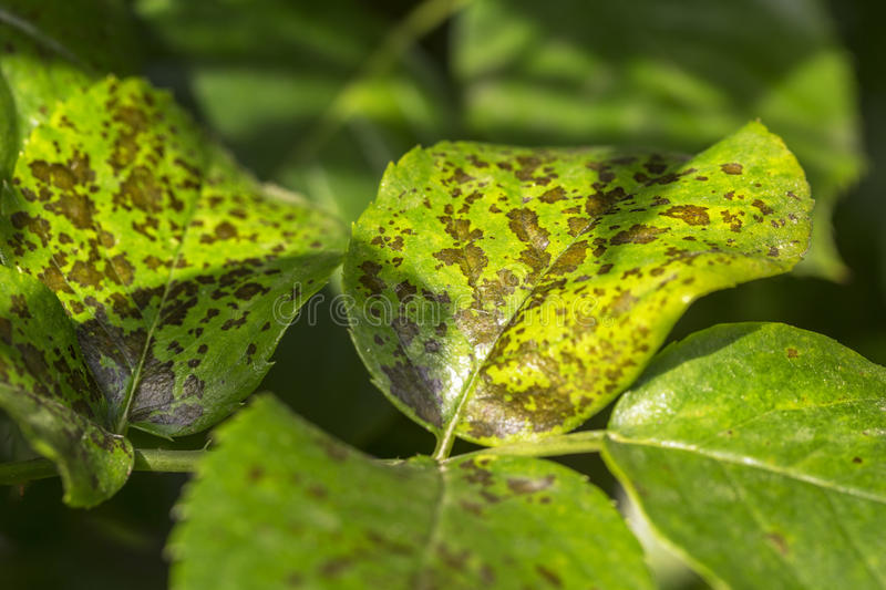 atacada por doenças bacterianas