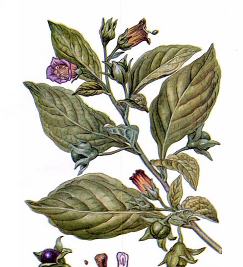 atropa_belladonna