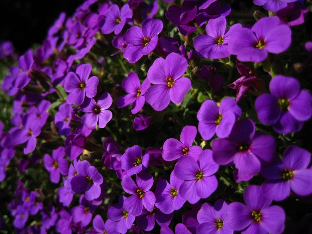 aubretia