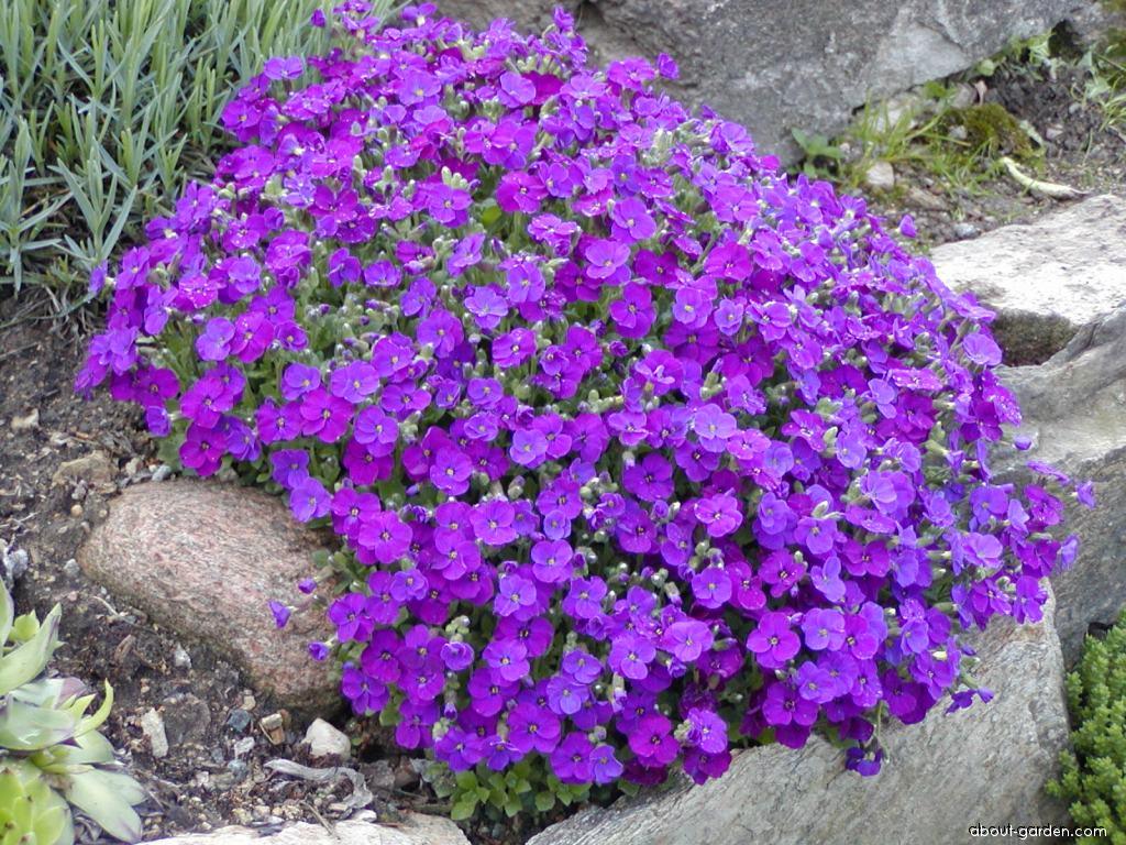 aubrieta-deltoidea