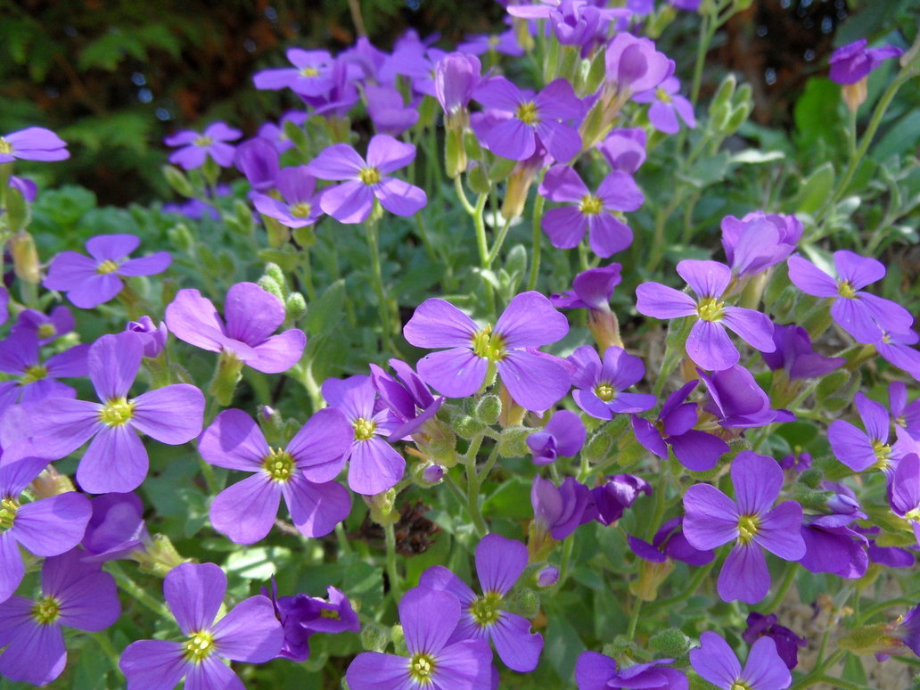 aubrieta_deltoidea__99