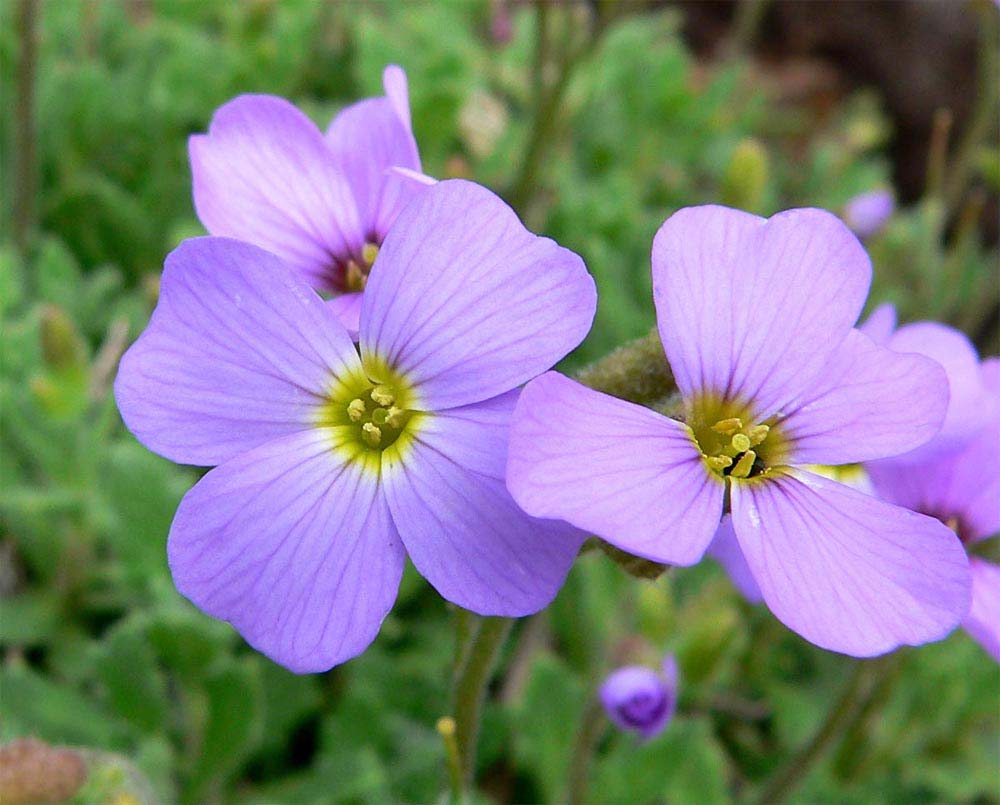 aubrietias