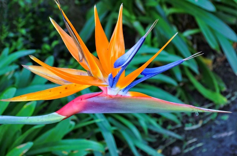 ave-do-paraíso (Strelitzia reginae),