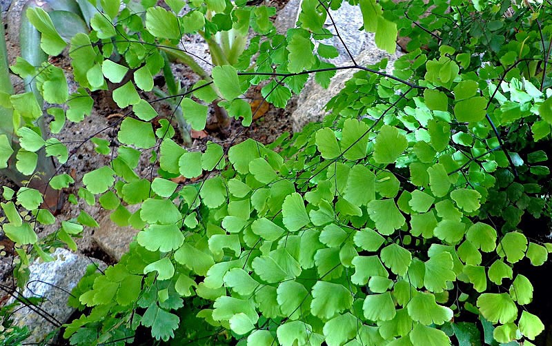 avenca-adiantum-spp