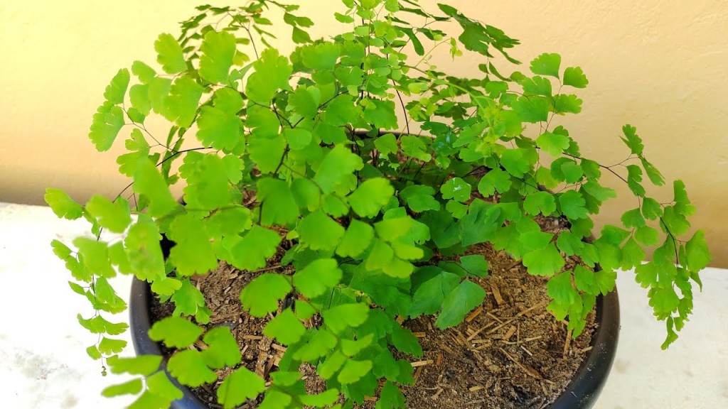 Esparraguera planta cuidados