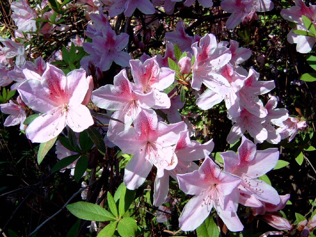 azalea 