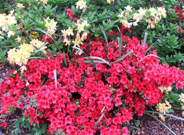 azalea (Small)