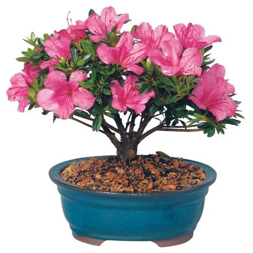 azalea-bonsai