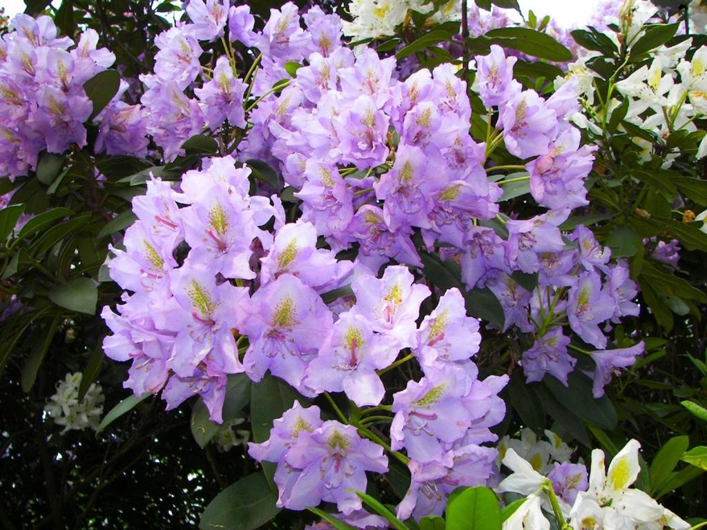 azalea-lilas