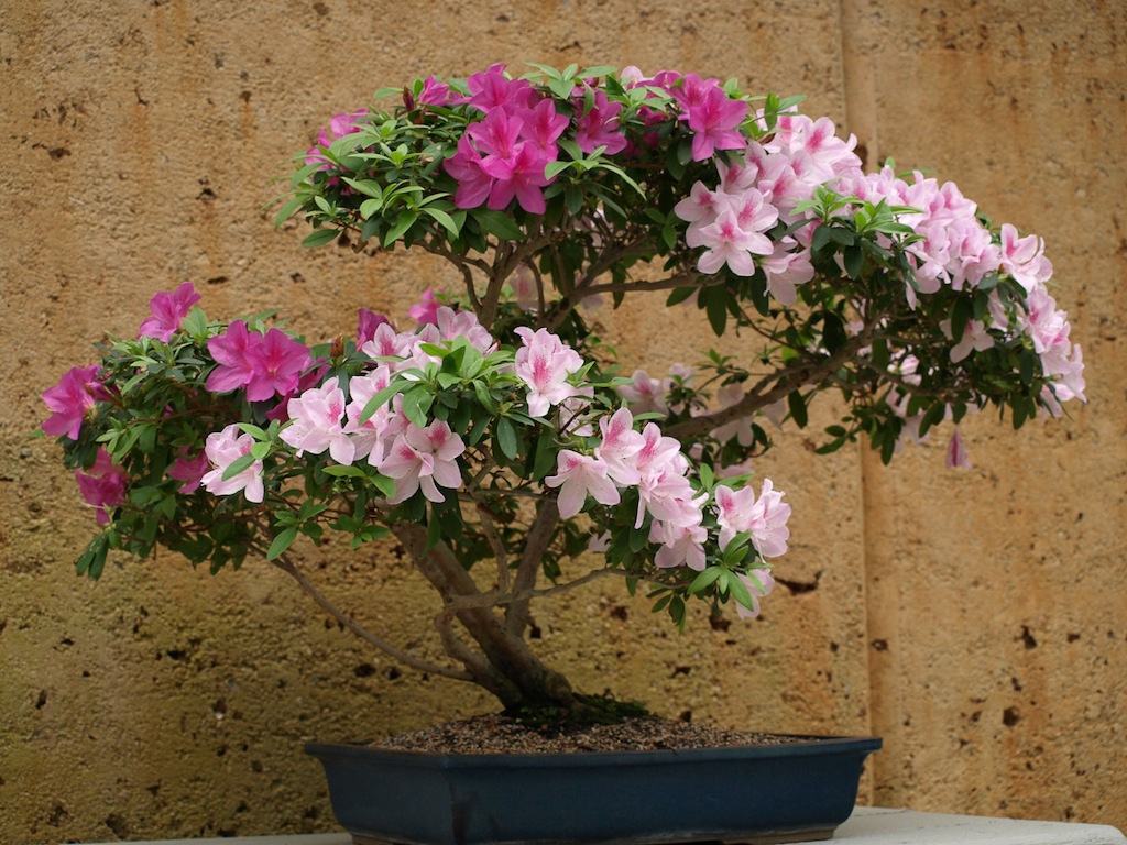 azalea_bonsai