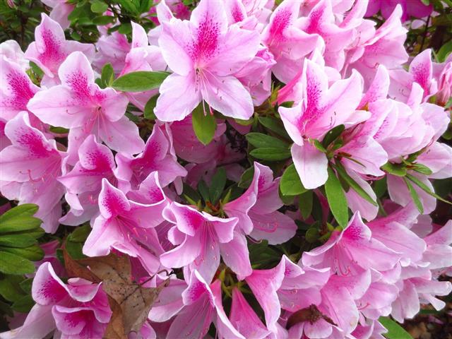 azaleas