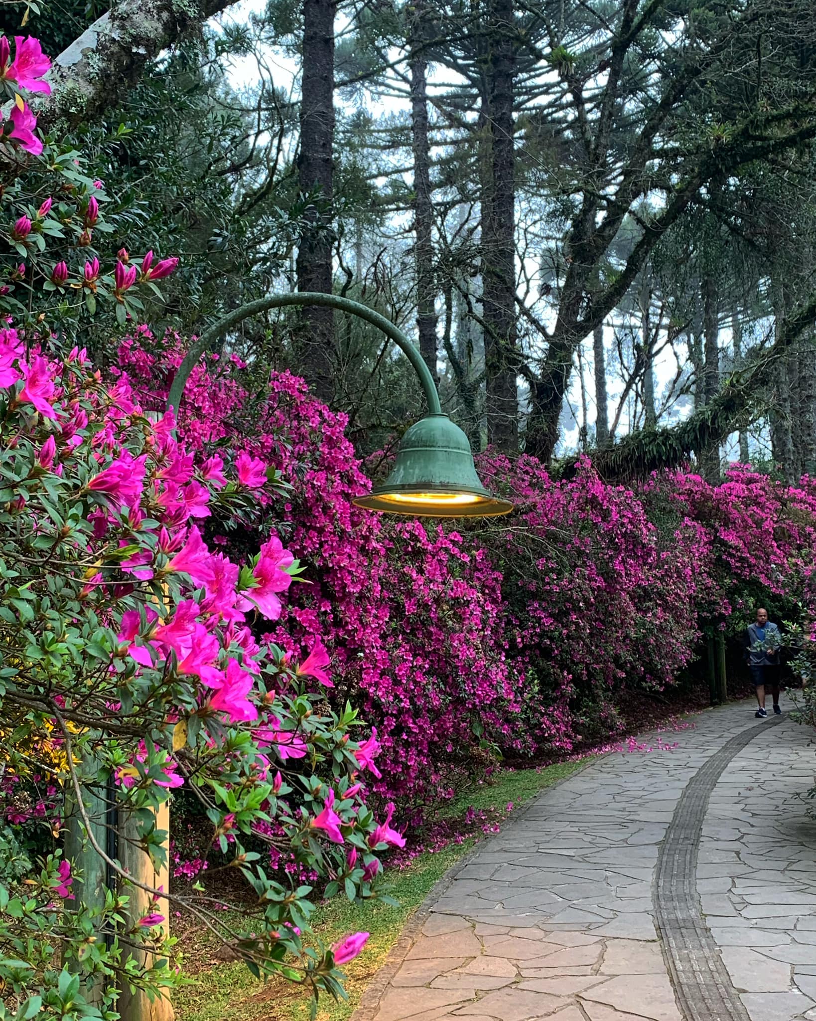 azaleas