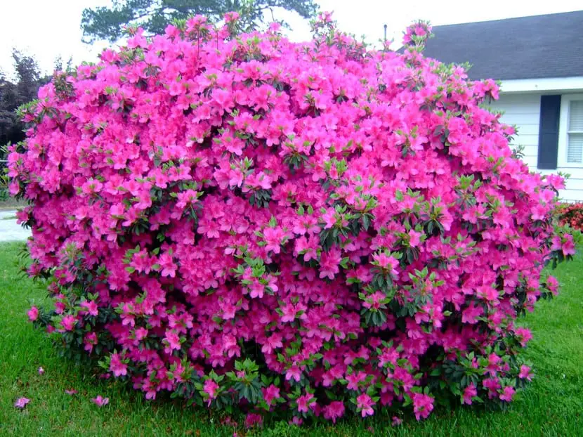 azaleas